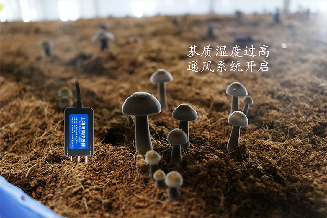 菌菇種植智能監(jiān)控系統(tǒng)，菌茹通風系統(tǒng)