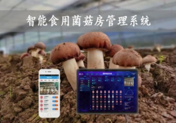  智能食用菌菇房管理系統(tǒng)，物聯(lián)網(wǎng)方案應用，打造菌菇種植工廠