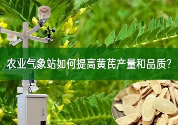 農(nóng)業(yè)氣象站如何提高黃芪產(chǎn)量和品質(zhì)？